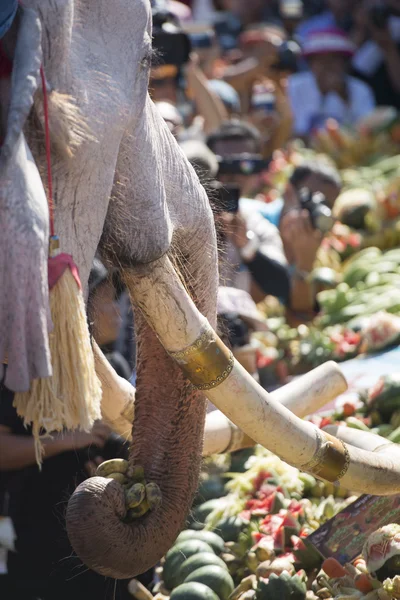 Een van de weinige witte olifant — Stockfoto