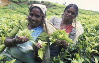 çay plantasyon Nuwara Eliya şehir