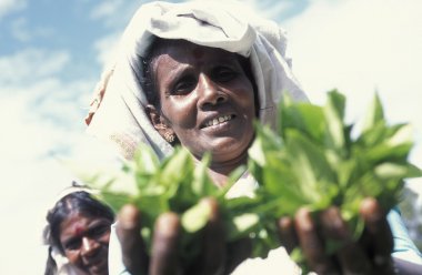 çay plantasyon Nuwara Eliya şehir