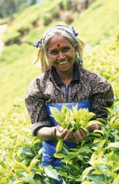 çay plantasyon Nuwara Eliya şehir