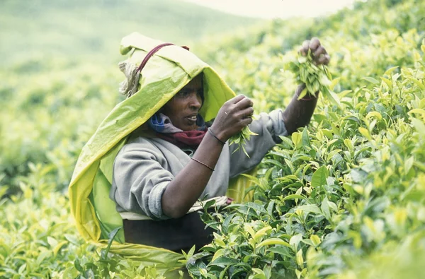 Plantação de chá na cidade de Nuwara Eliya — Fotografia de Stock