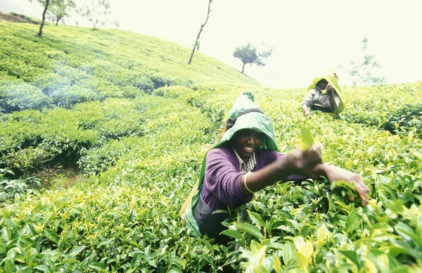 Plantação de chá na cidade de Nuwara Eliya — Fotografia de Stock