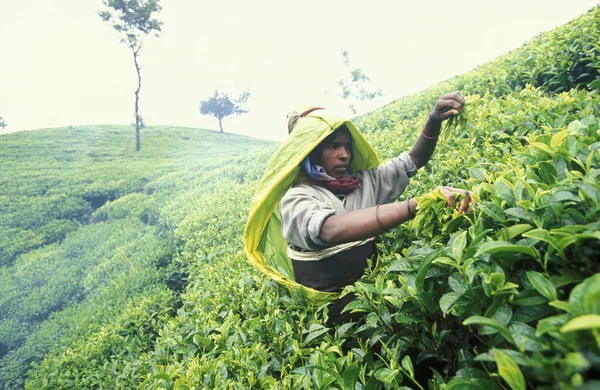 Plantação de chá na cidade de Nuwara Eliya — Fotografia de Stock