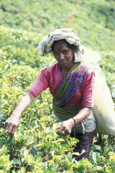 Plantación de té en la ciudad de Nuwara Eliya — Foto de Stock