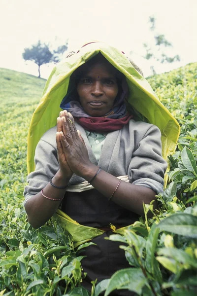 Plantação de chá na cidade de Nuwara Eliya — Fotografia de Stock