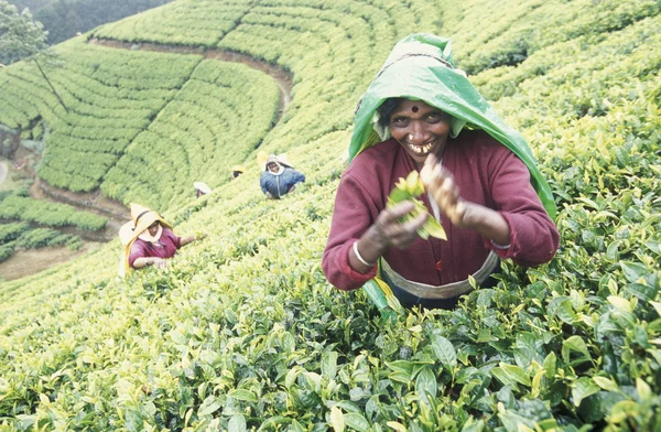 Çay plantasyon Nuwara Eliya şehir — Stok fotoğraf