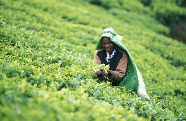 Plantação de chá na cidade de Nuwara Eliya — Fotografia de Stock