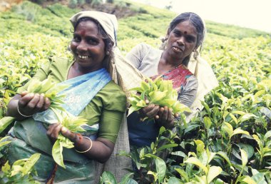 çay plantasyon Nuwara Eliya şehir