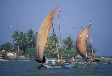 Dhoni Fishingboats Nagombo Sahili