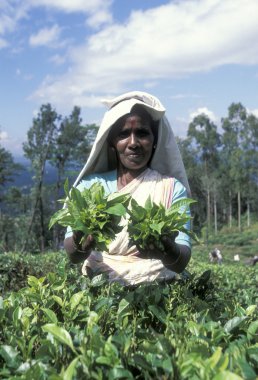 çay plantasyon Nuwara Eliya şehir