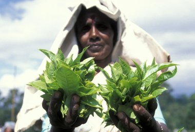 tea plantation in the town of Nuwara Eliya clipart