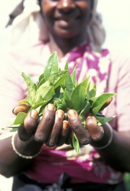 çay plantasyon Nuwara Eliya şehir