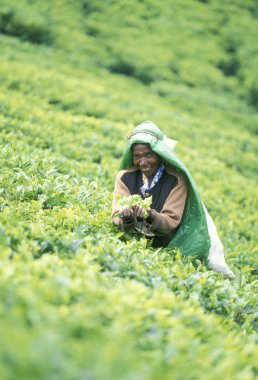 çay plantasyon Nuwara Eliya şehir
