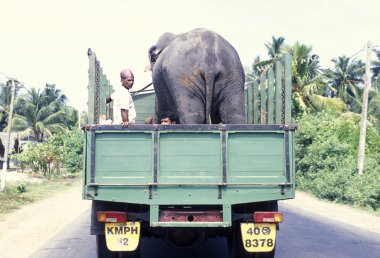 Erkekler fil bir minibüsün içinde taşıma