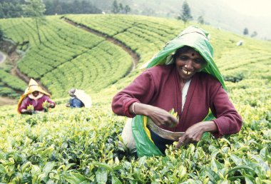 çay plantasyon Nuwara Eliya şehir