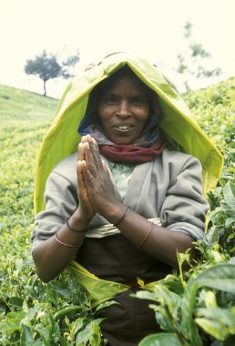 çay plantasyon Nuwara Eliya şehir