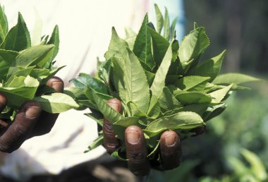  bir çay plantasyon Nuwara Eliya şehir