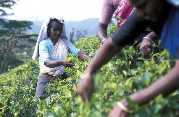 Plantação de chá na cidade de Nuwara Eliya — Fotografia de Stock