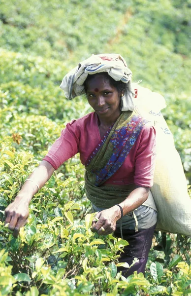 Plantación de té en la ciudad de Nuwara Eliya — Foto de Stock