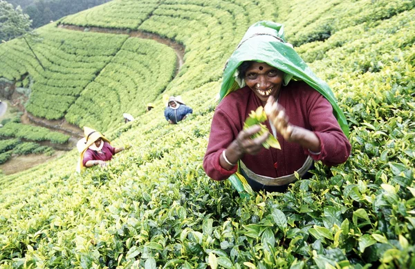 Plantação de chá na cidade de Nuwara Eliya — Fotografia de Stock