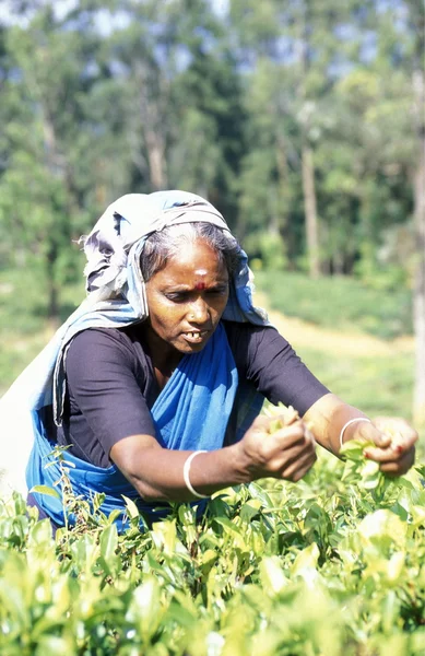 Plantação de chá na cidade de Nuwara Eliya — Fotografia de Stock