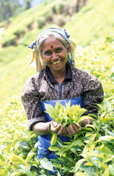 Plantación de té en la ciudad de Nuwara Eliya — Foto de Stock