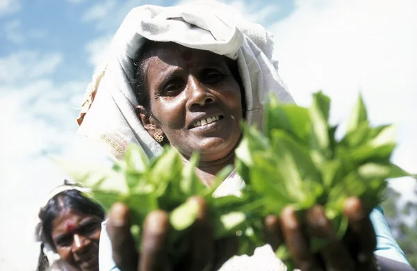 Plantacja herbaty w mieście Nuwara Eliya — Zdjęcie stockowe