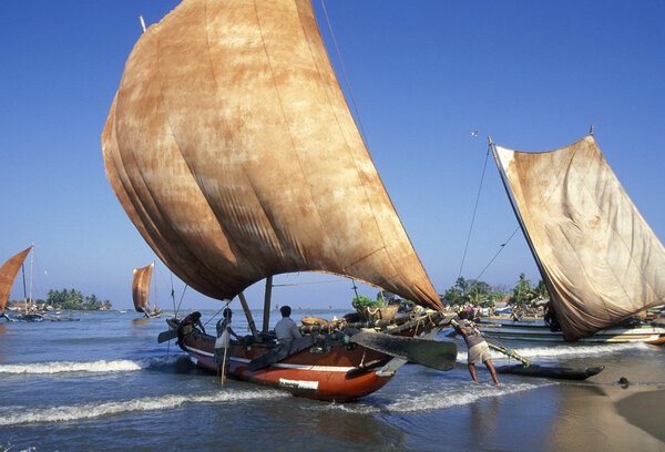 Dhoni Fishingboats at the coast of Nagombo