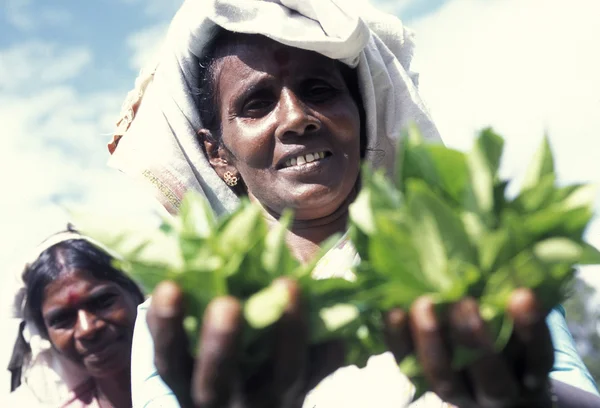 Plantación de té en la ciudad de Nuwara Eliya — Foto de Stock