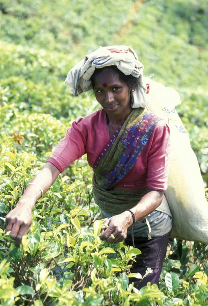 Plantación de té en la ciudad de Nuwara Eliya — Foto de Stock