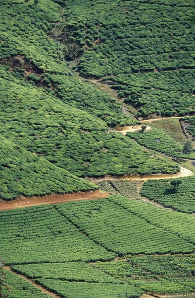 Une plantation de thé dans la ville de Nuwara Eliya — Photo
