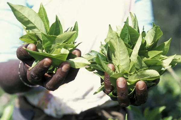 Una plantación de té en la ciudad de Nuwara Eliya — Foto de Stock
