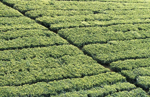 Čajové plantáže v městě Nuwara Eliya — Stock fotografie
