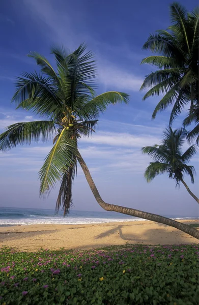 Hikaduwa sahil kumsalda — Stok fotoğraf