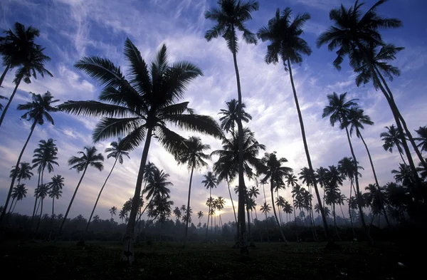 Eine Kokosnussplantage an der Küste von Hikaduwa — Stockfoto