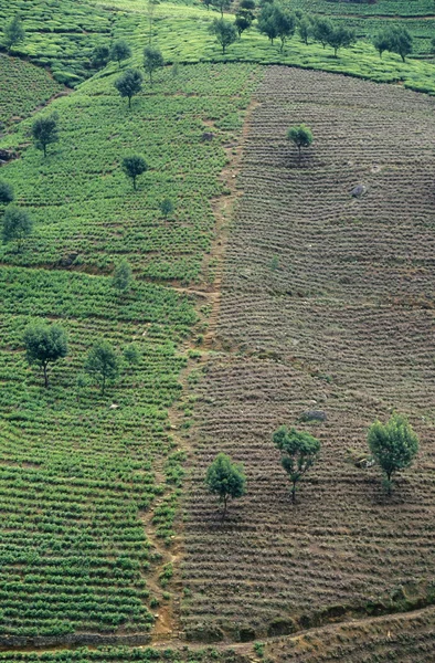 Чайная плантация в городе Нувара Элия — стоковое фото