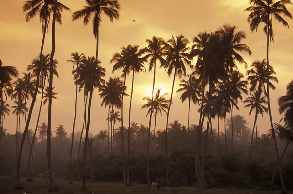 A coconut plantation at the coast of Hikaduwa — Stock Photo, Image