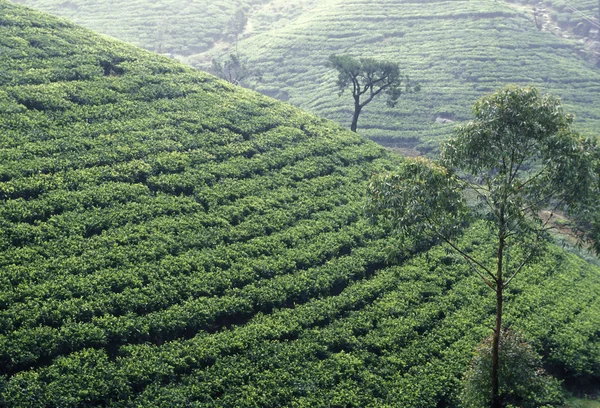 Bir çay plantasyon Nuwara Eliya şehir — Stok fotoğraf