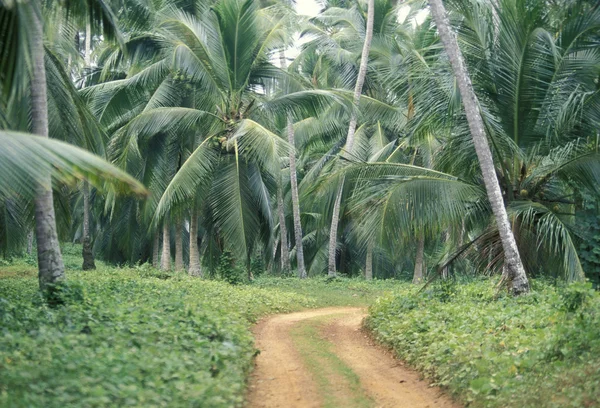 A coconut plantation at the coast of Hikaduwa — Stock Photo, Image