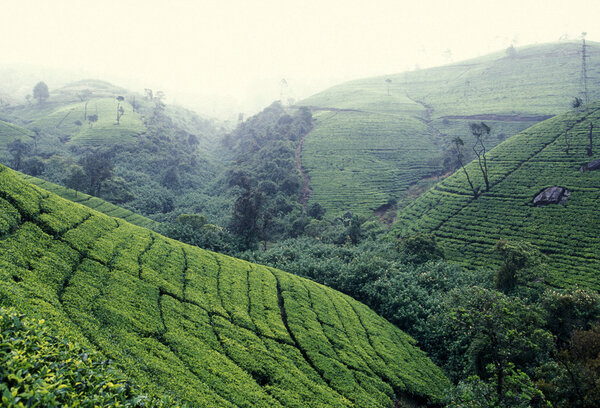  чайная плантация в городе Нувара Элия
