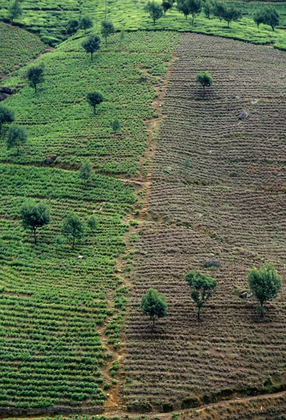 Bir çay plantasyon Nuwara Eliya şehir — Stok fotoğraf