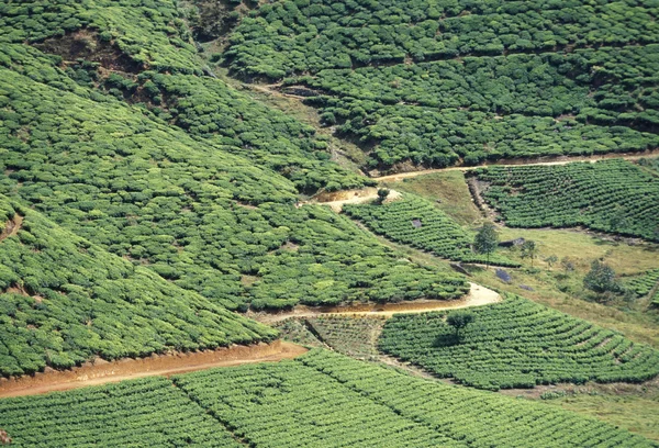 En teplantage i staden Nuwara Eliya — Stockfoto