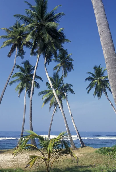 Hikaduwa sahil kumsalda