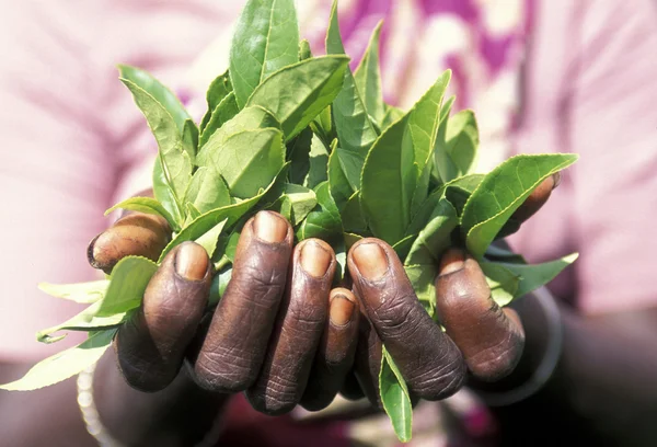 Tea plantation in the town of Nuwara Eliya — Stock Photo, Image