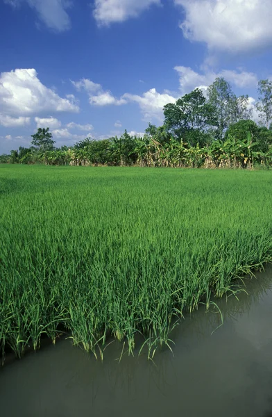 Un campo de arroz en el río Mekong — Foto de Stock