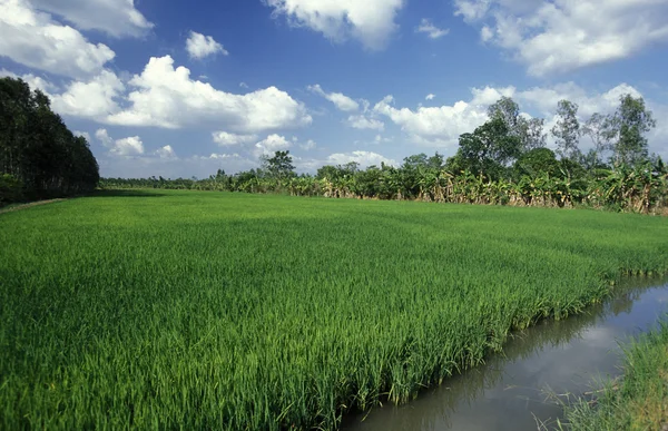 Un campo de arroz en el río Mekong — Foto de Stock
