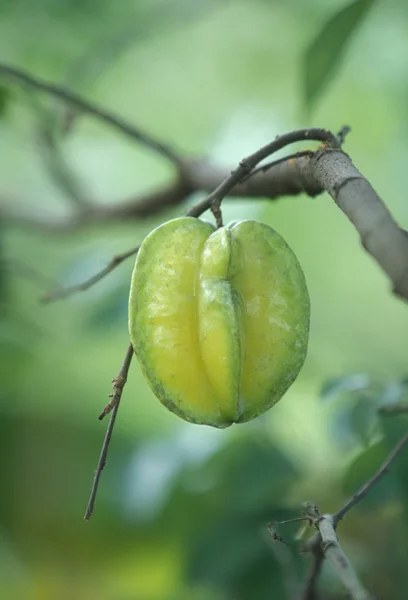 Starfruit fresco em uma árvore — Fotografia de Stock