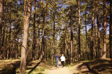 bir ormanda kasaba Jurmala Letonya