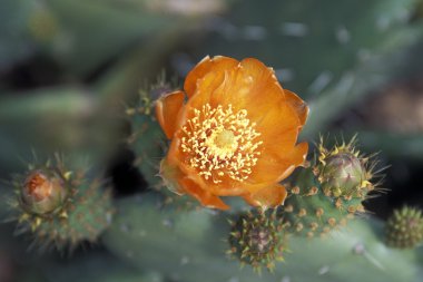 çiçek pazarı eski kasaba Funchal 