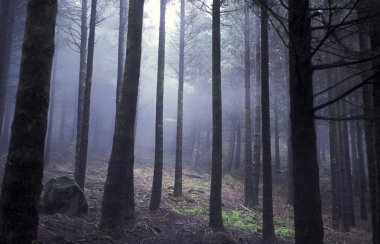 Yayla Ribeira da Janela Portekiz, manzara 
